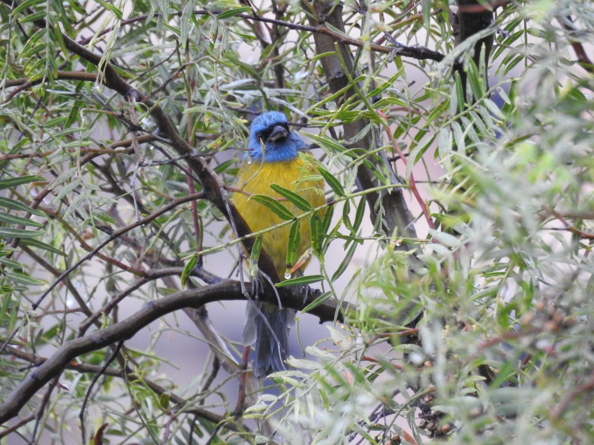 Blue-and-yellow Tanager - ML637529790