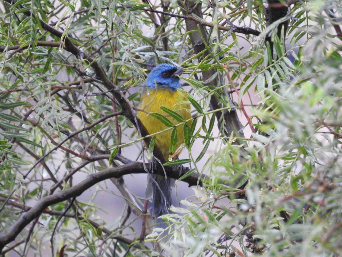 Blue-and-yellow Tanager - ML637529791