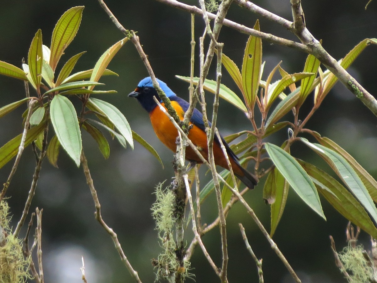 Elegant Euphonia - ML637529802