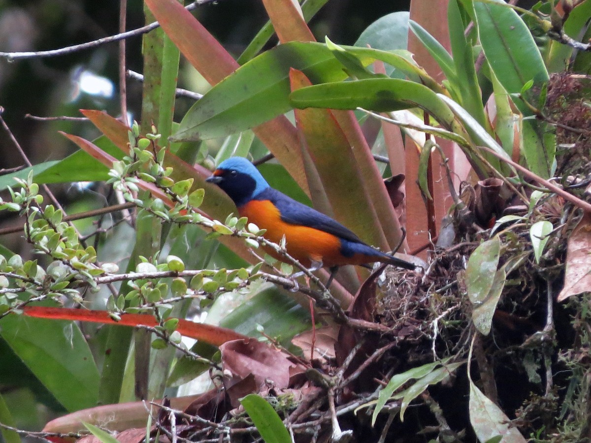 Elegant Euphonia - ML637529803