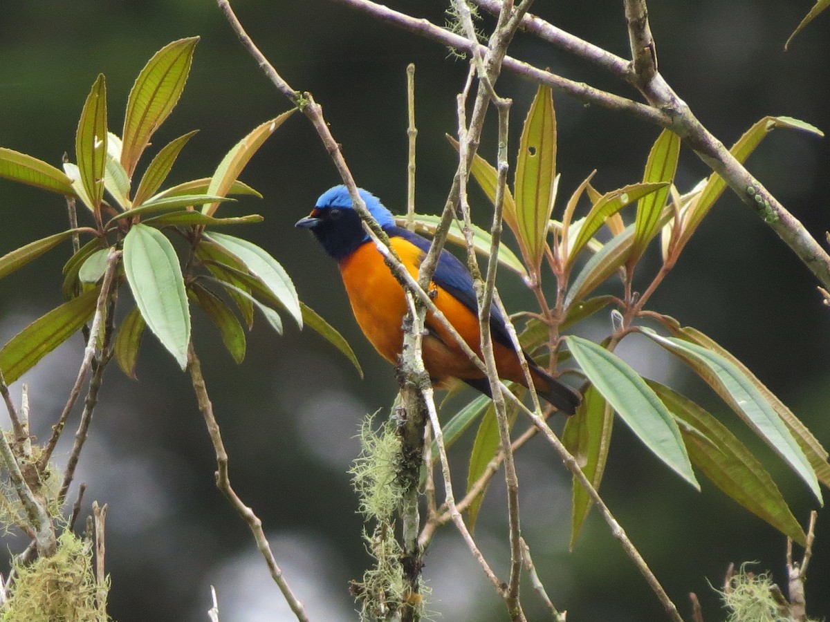 Elegant Euphonia - ML637529805