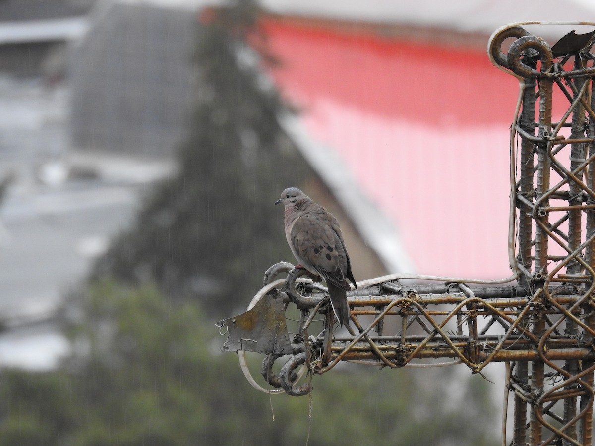 Eared Dove - ML637529806