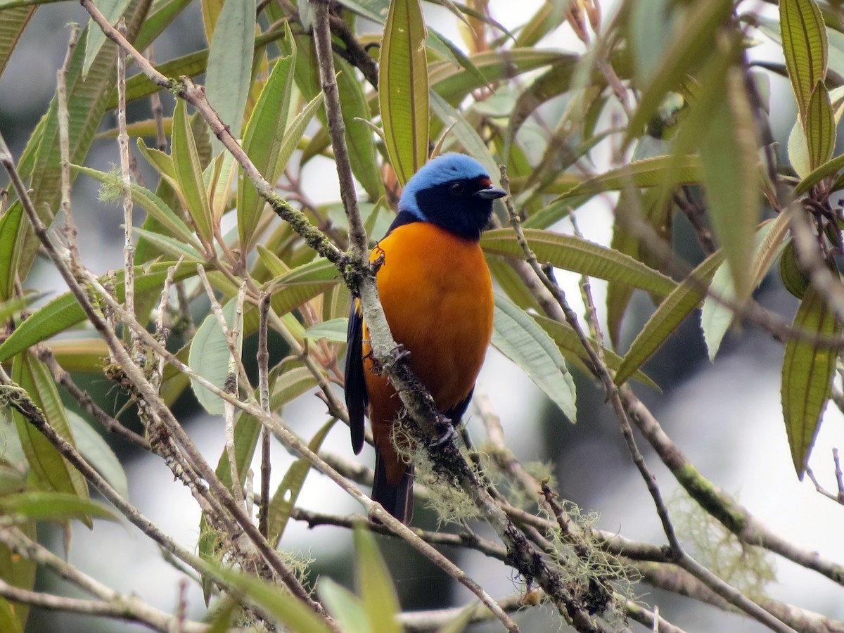 Elegant Euphonia - ML637529811