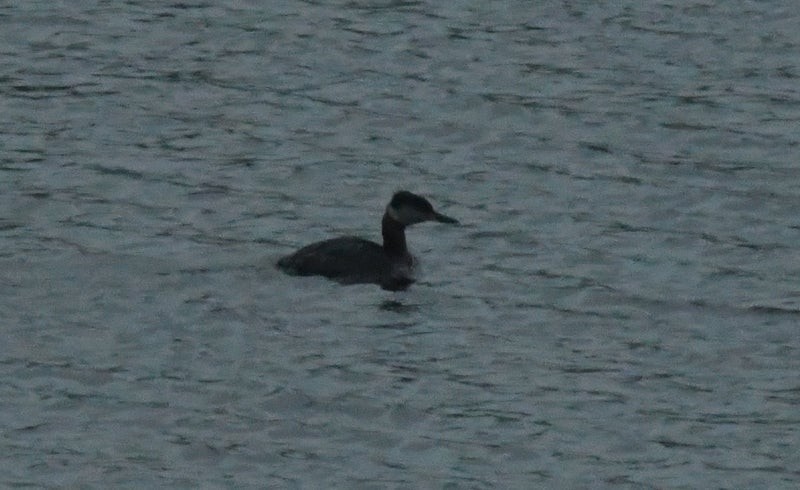 Red-necked Grebe - ML637529815