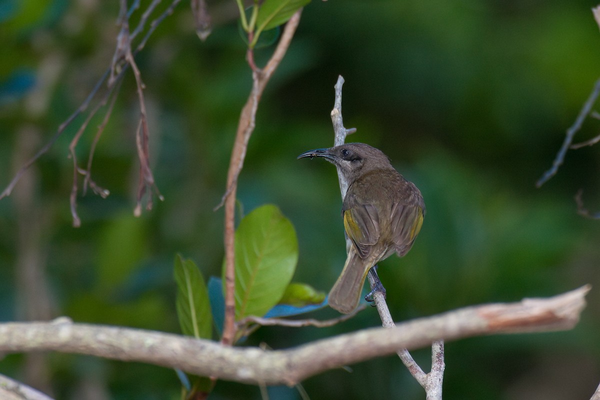 Dark-brown Honeyeater - ML637529825