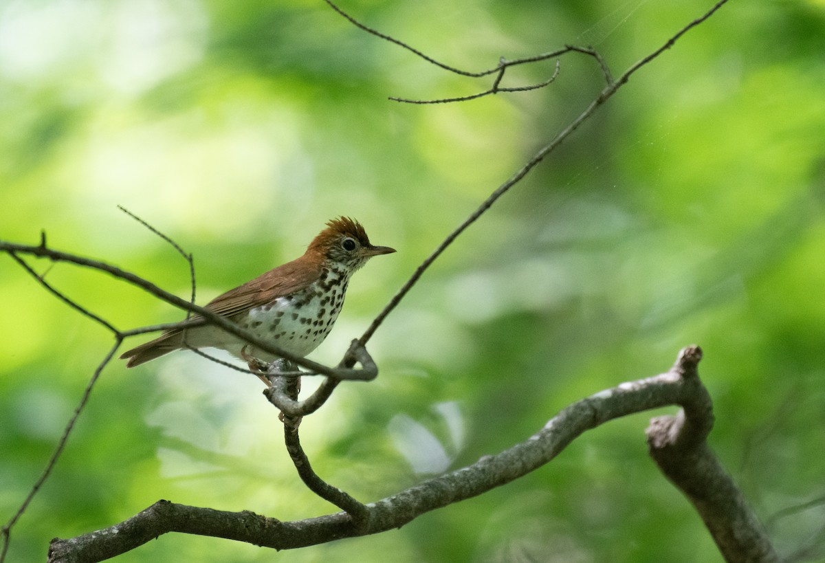 Wood Thrush - ML637529855