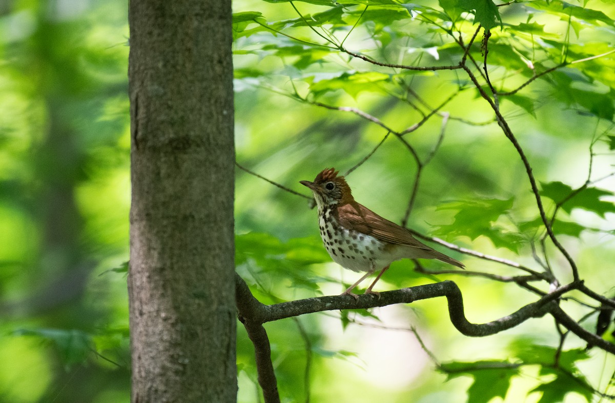 Wood Thrush - ML637529856