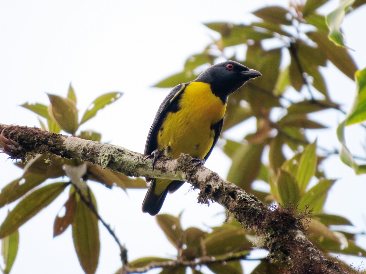 Blue-and-gold Tanager - ML637529859