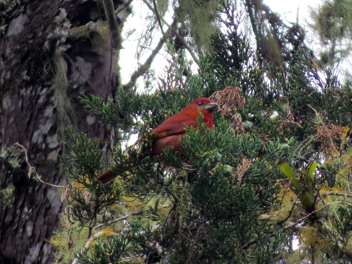 Hepatic Tanager - ML637529860