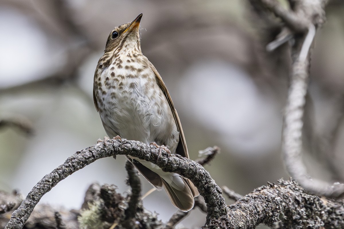 Swainson's Thrush - ML637529865
