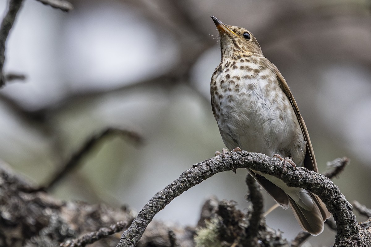 Swainson's Thrush - ML637529866