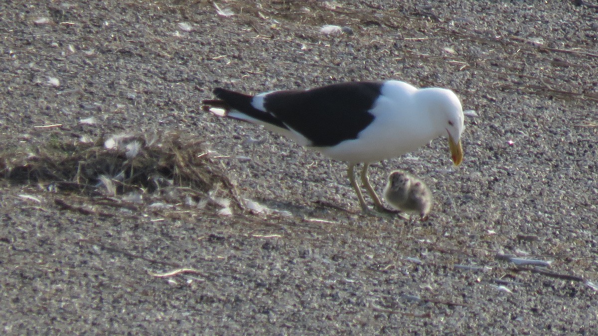 Kelp x American Herring Gull (hybrid) - ML637529868