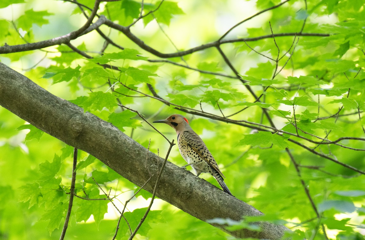 Northern Flicker (Yellow-shafted) - ML637529869