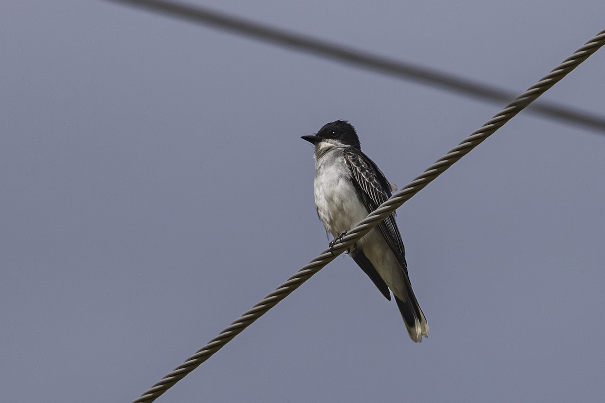 Eastern Kingbird - ML637529870