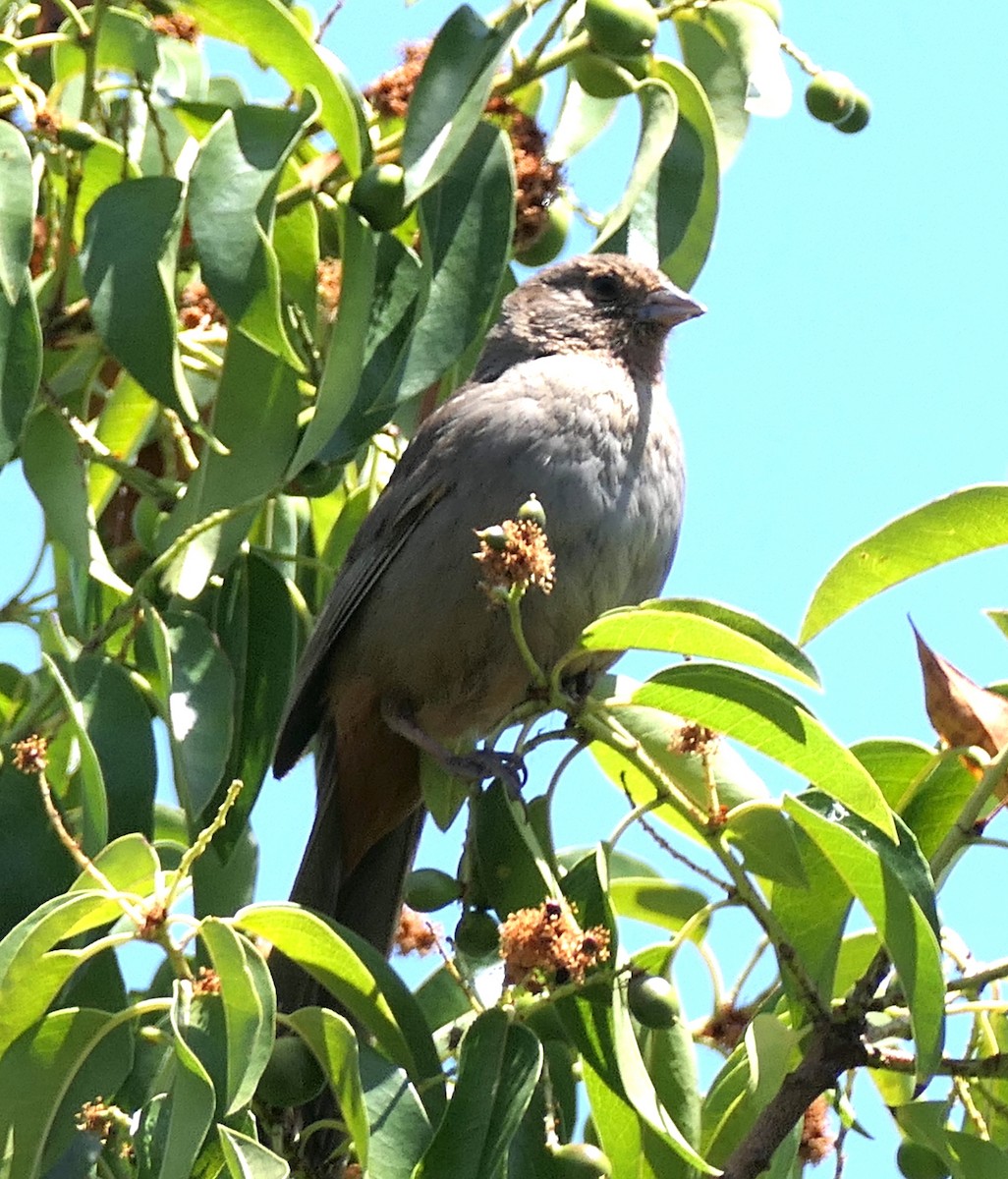 California Towhee - ML637529873