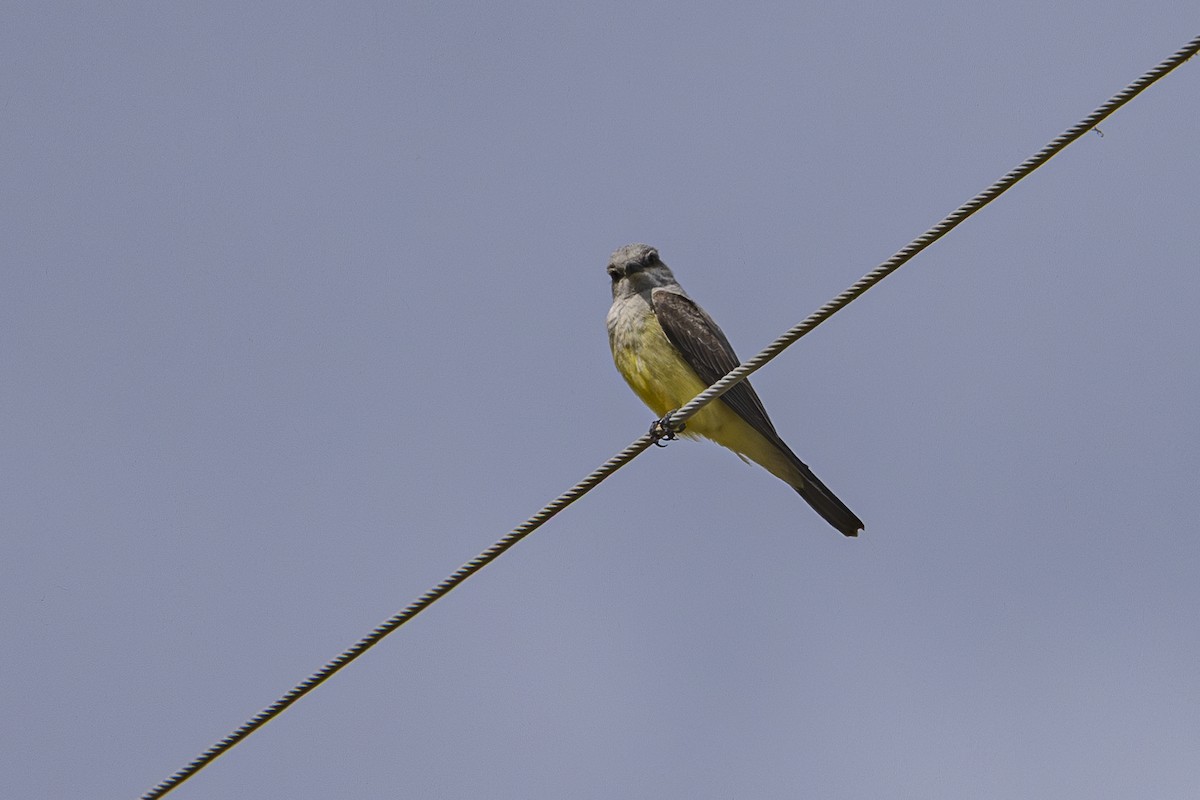 Western Kingbird - ML637529874
