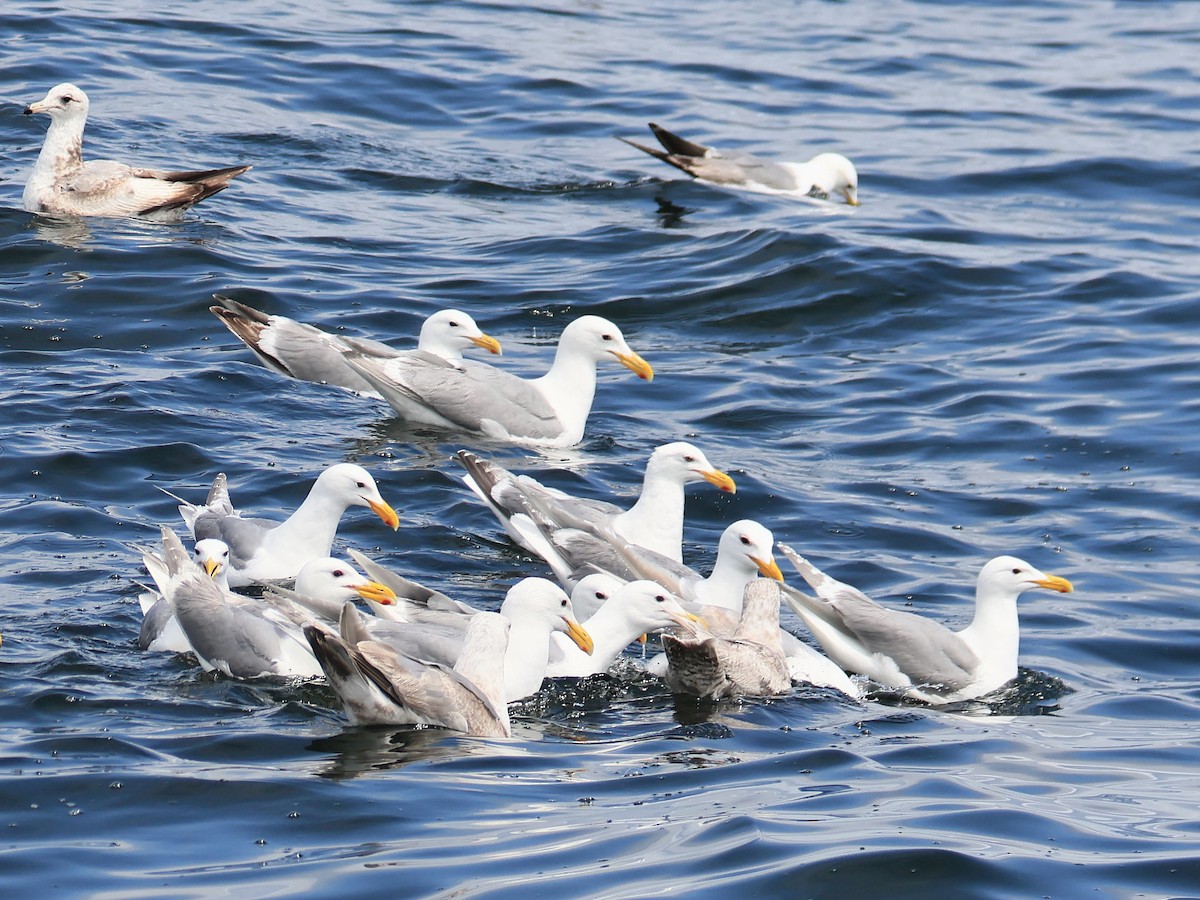 Western x Glaucous-winged Gull (hybrid) - ML637529875