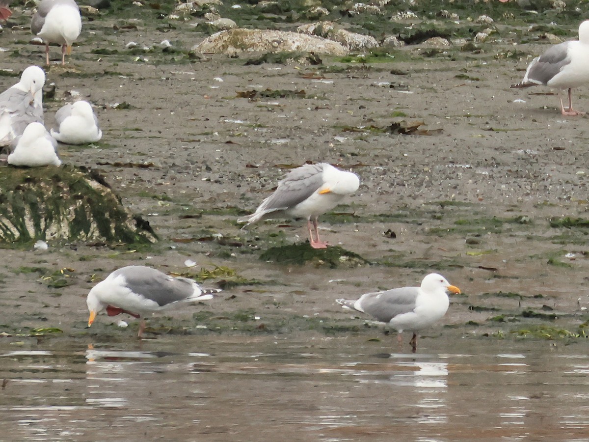 Western x Glaucous-winged Gull (hybrid) - ML637529876