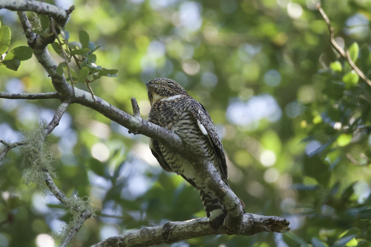 Common Nighthawk - ML637529878