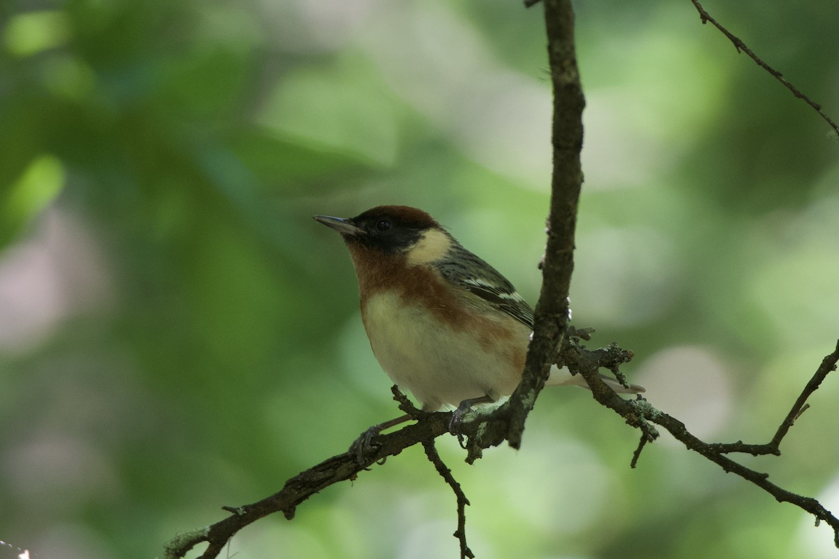 Bay-breasted Warbler - ML637529882