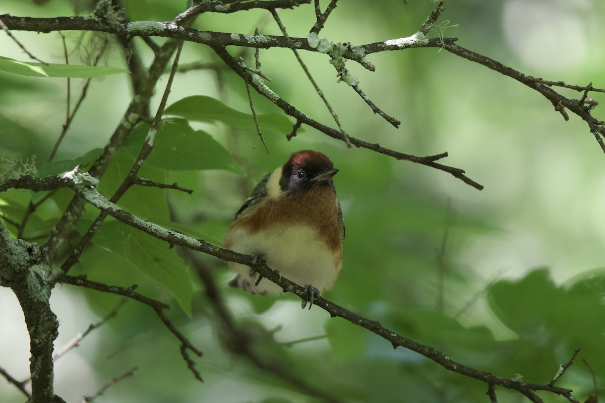 Bay-breasted Warbler - ML637529883