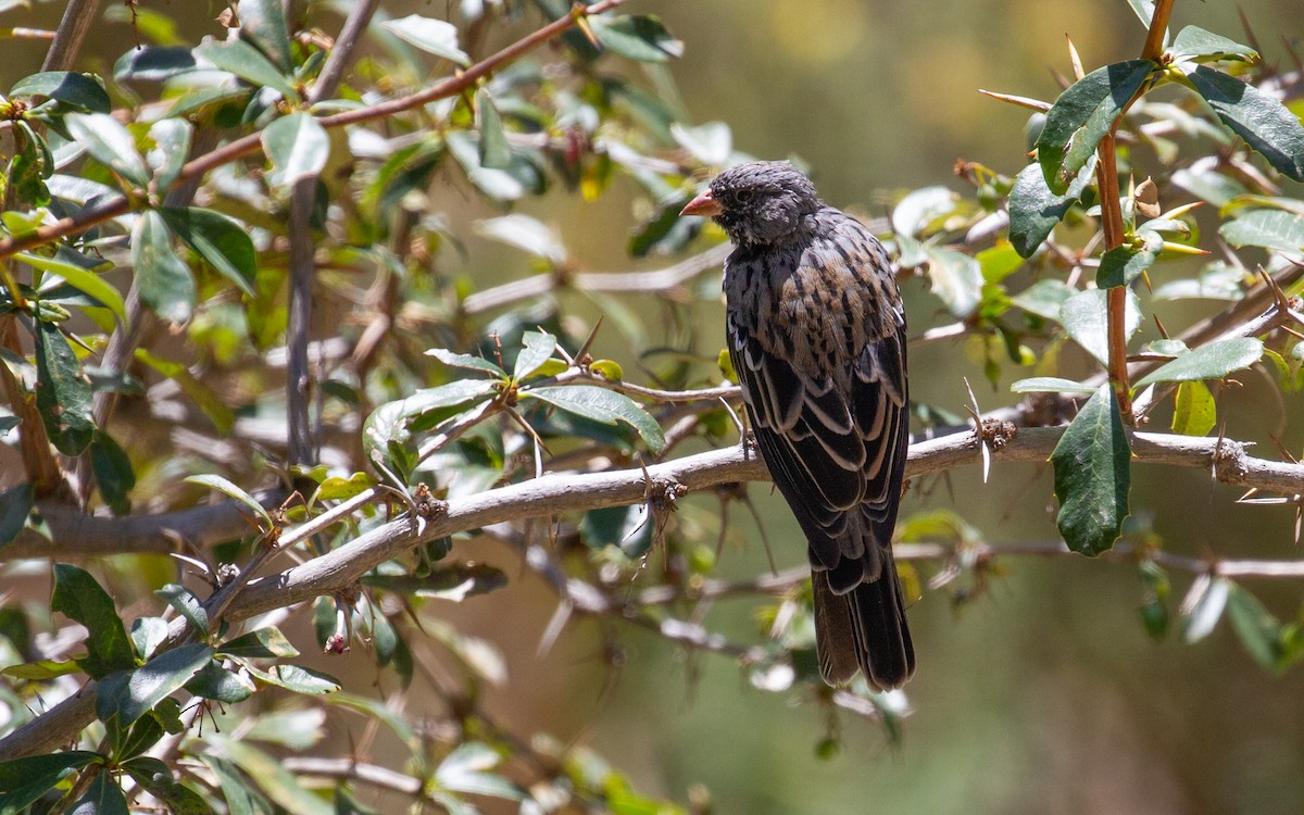 Mourning Sierra Finch - ML637529917