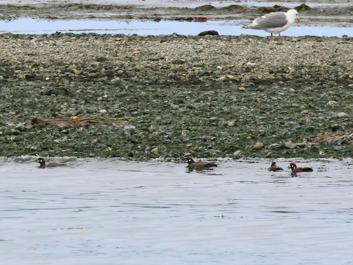 Harlequin Duck - ML637529927