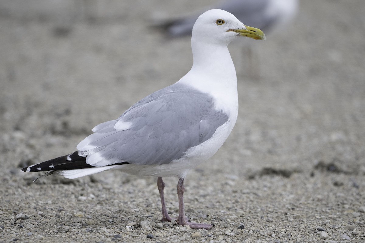 American Herring Gull - ML637529928