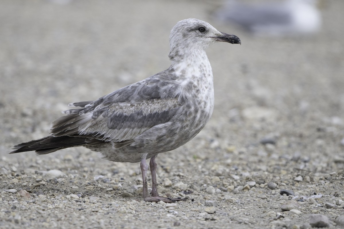 American Herring Gull - ML637529929