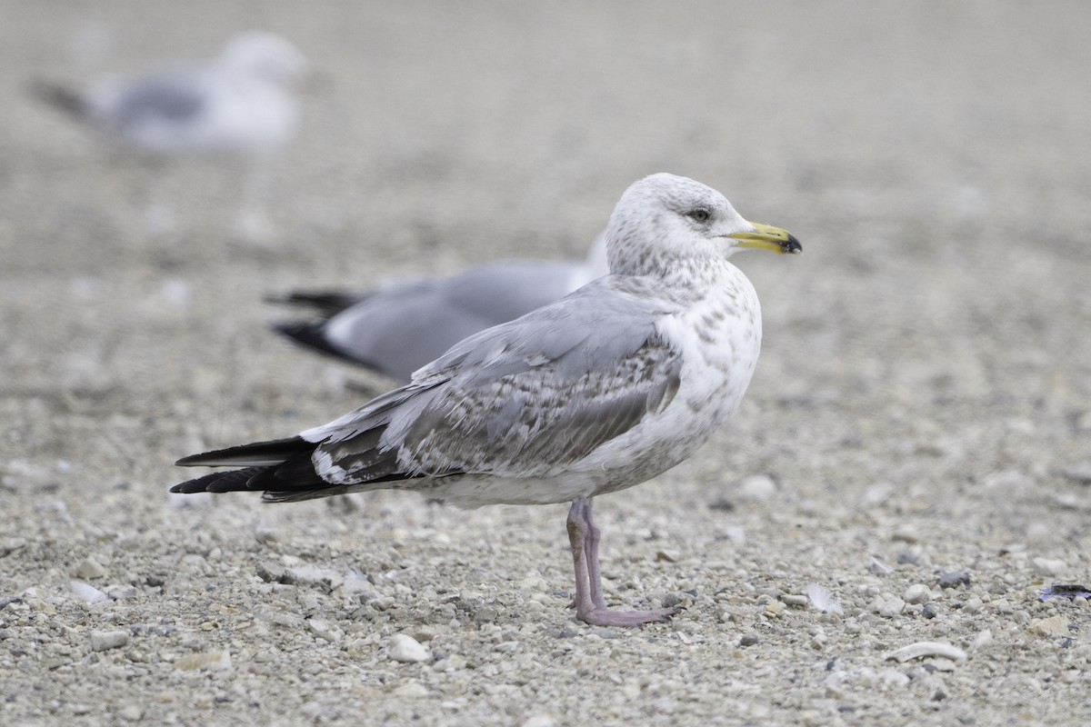 American Herring Gull - ML637529930