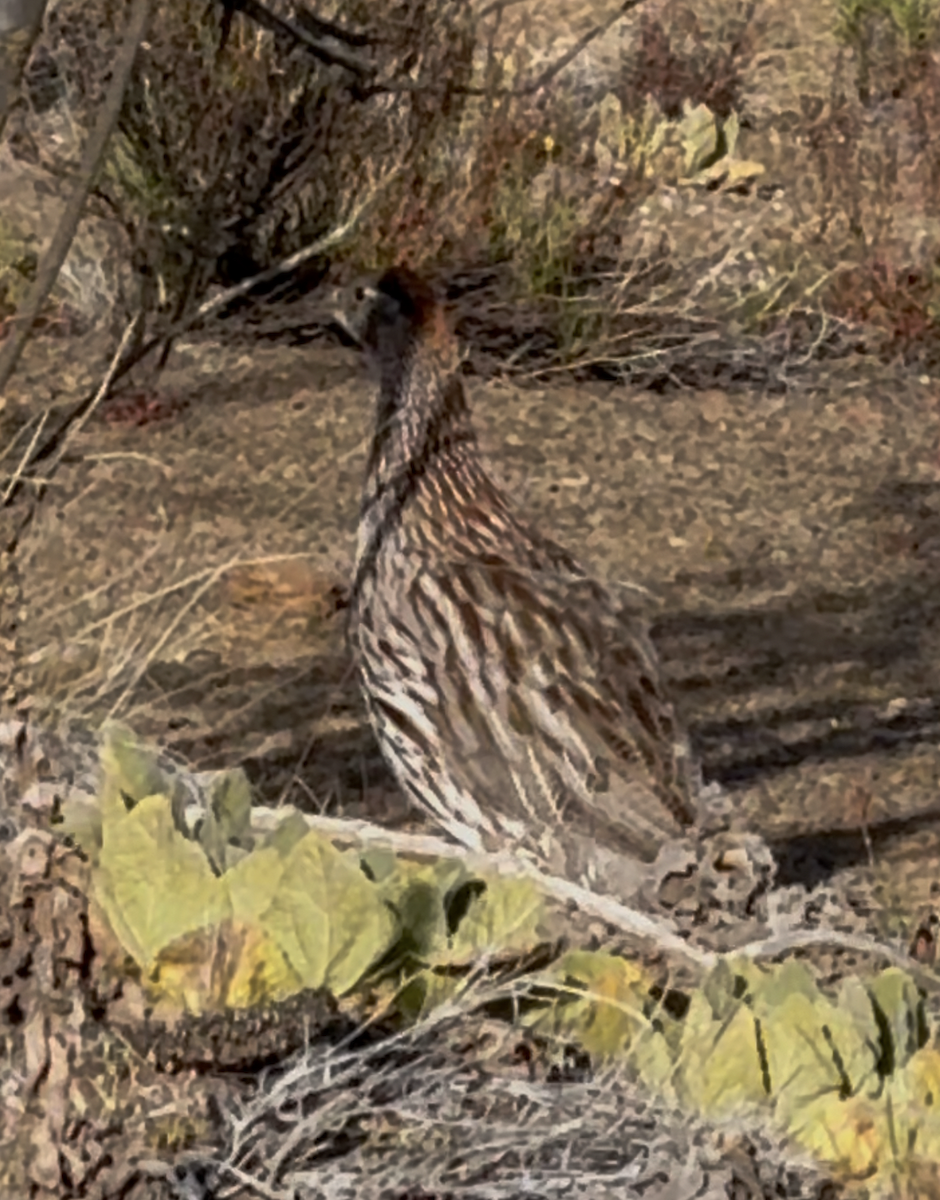 Erckel's Spurfowl - ML637529931