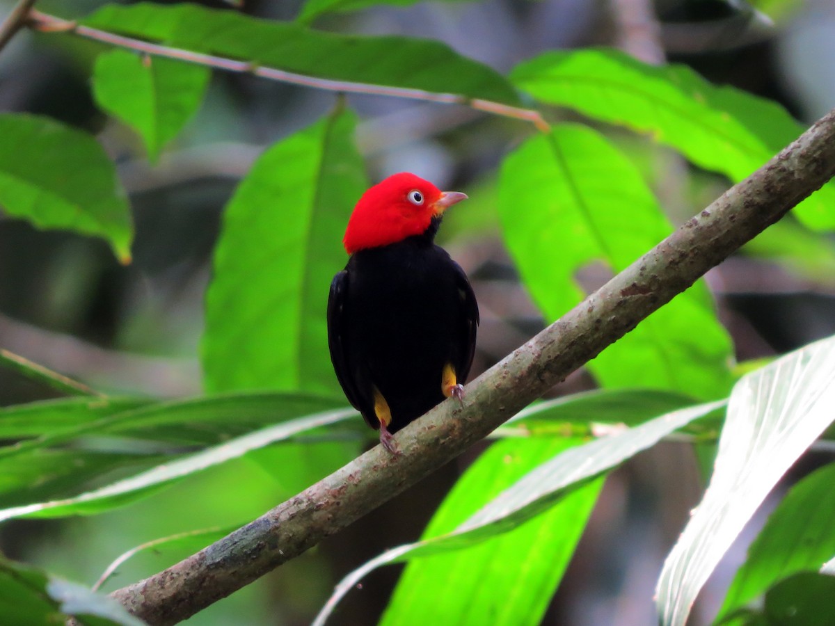 Red-capped Manakin - ML637529944