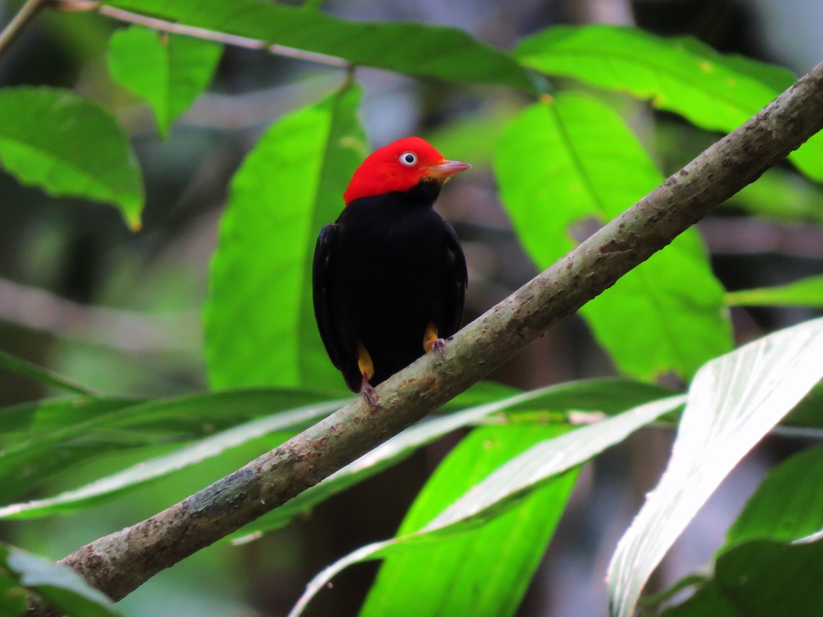 Red-capped Manakin - ML637529945