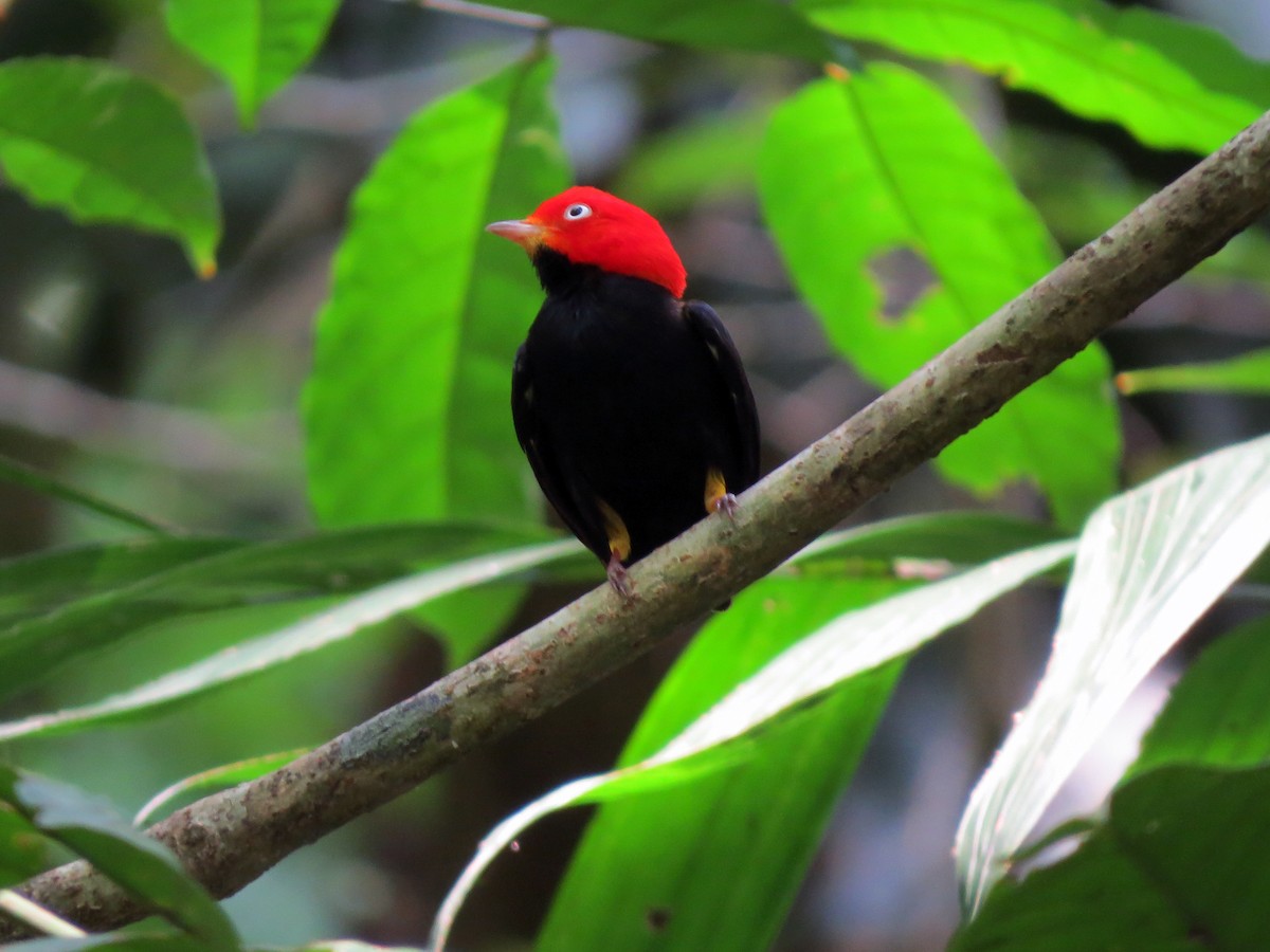 Red-capped Manakin - ML637529946