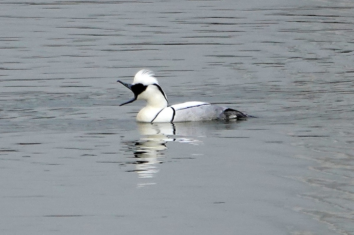 lappfiskand - ML637529970