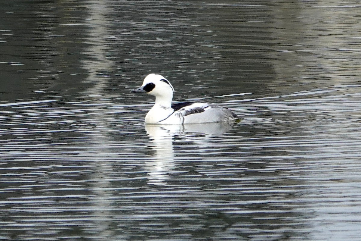 lappfiskand - ML637529971