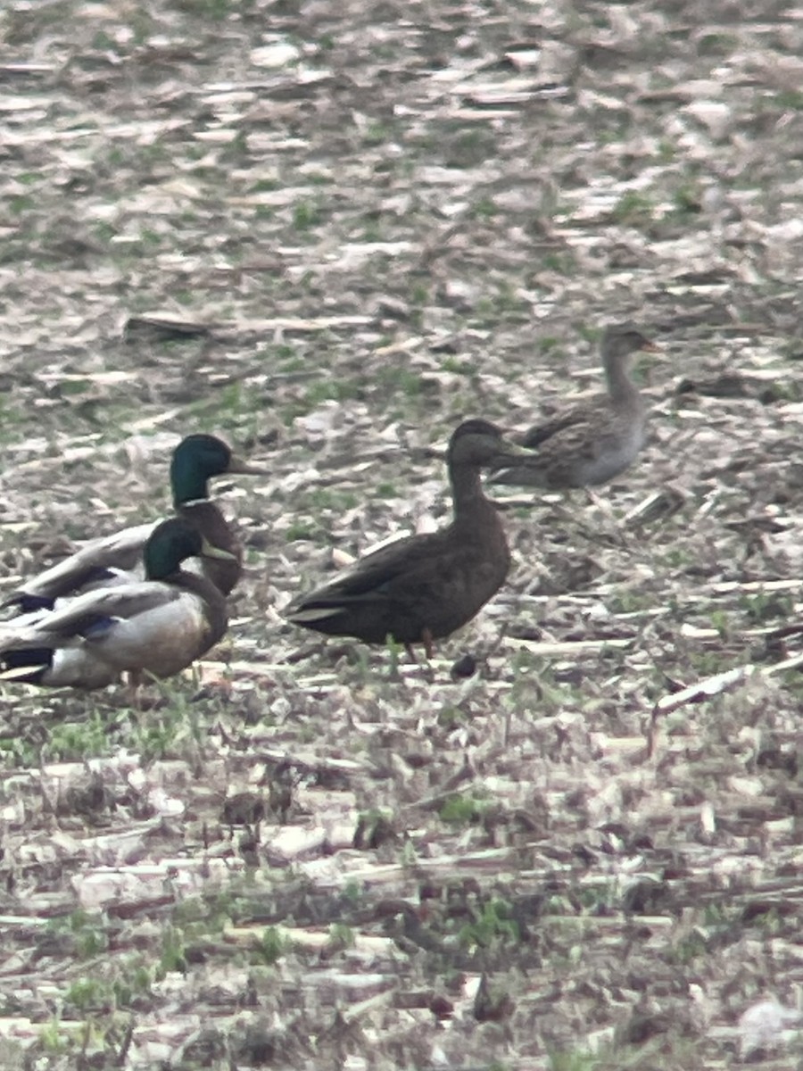 American Black Duck - ML637529999
