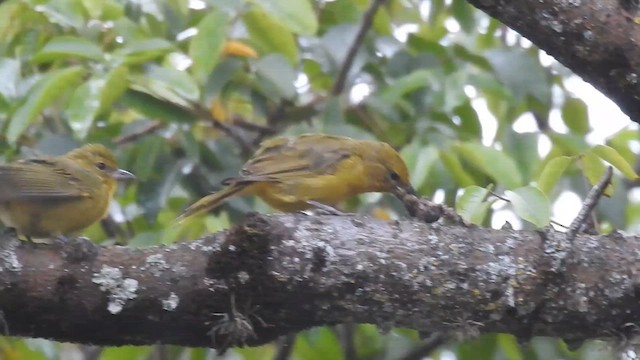 Hepatic Tanager - ML637530010