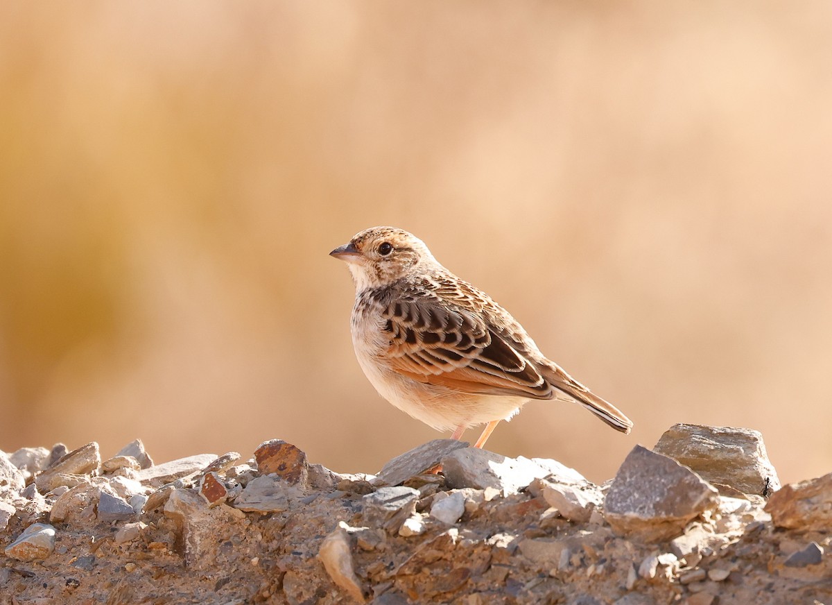 Singing Bushlark (Australasian) - ML637530013