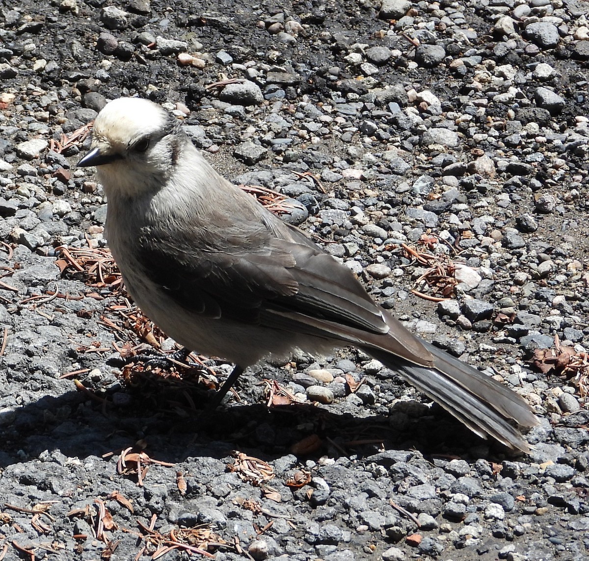 Canada Jay - ML637530020