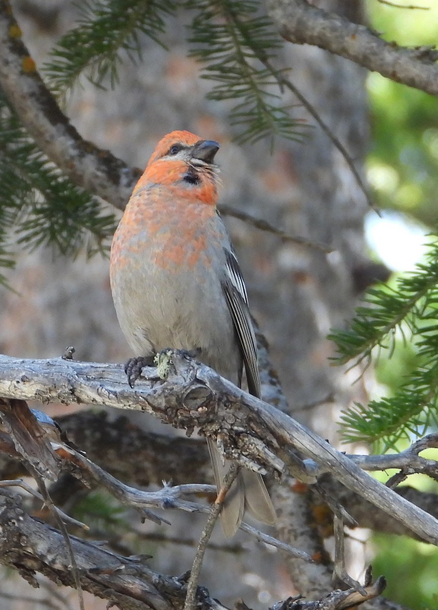 Pine Grosbeak - ML637530023