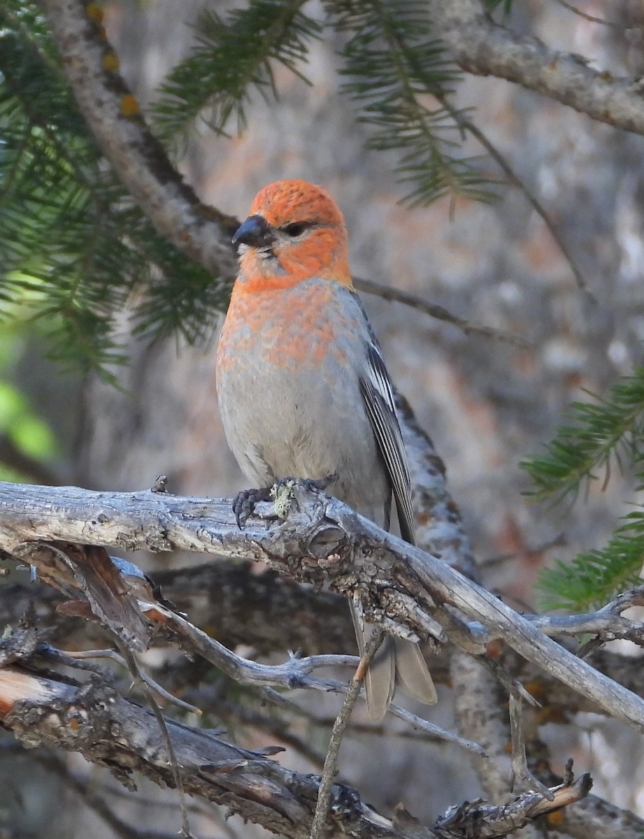 Pine Grosbeak - ML637530024