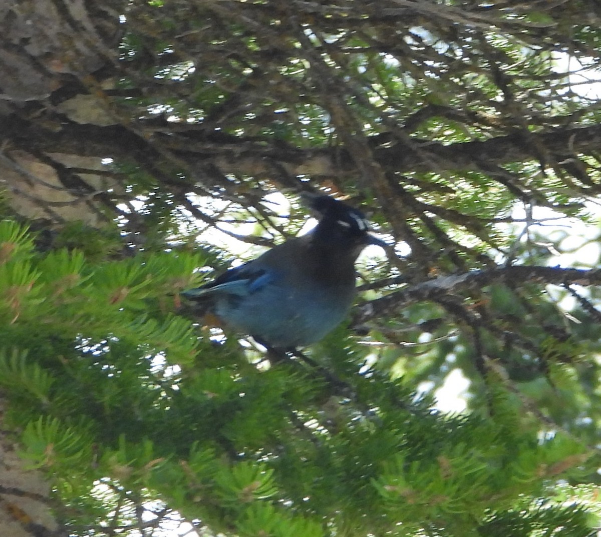 Steller's Jay - ML637530031