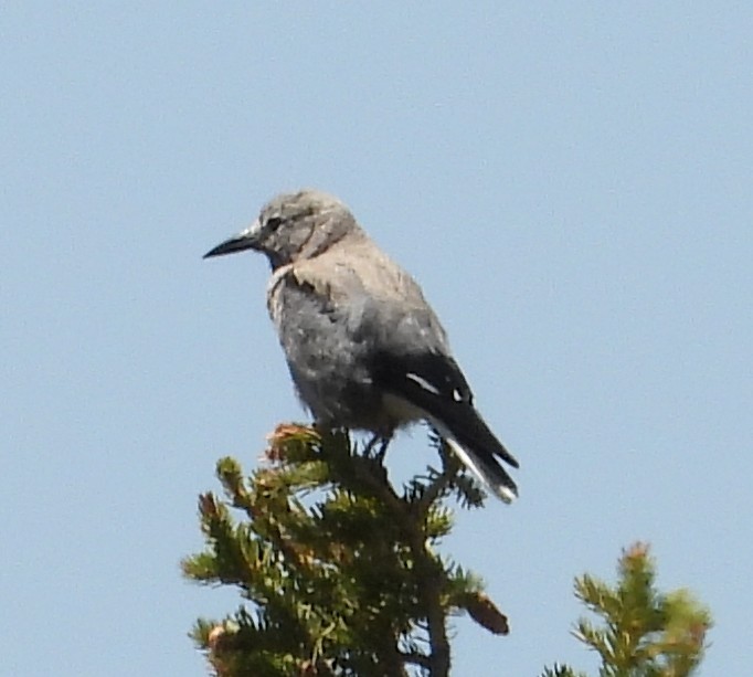 Clark's Nutcracker - ML637530082