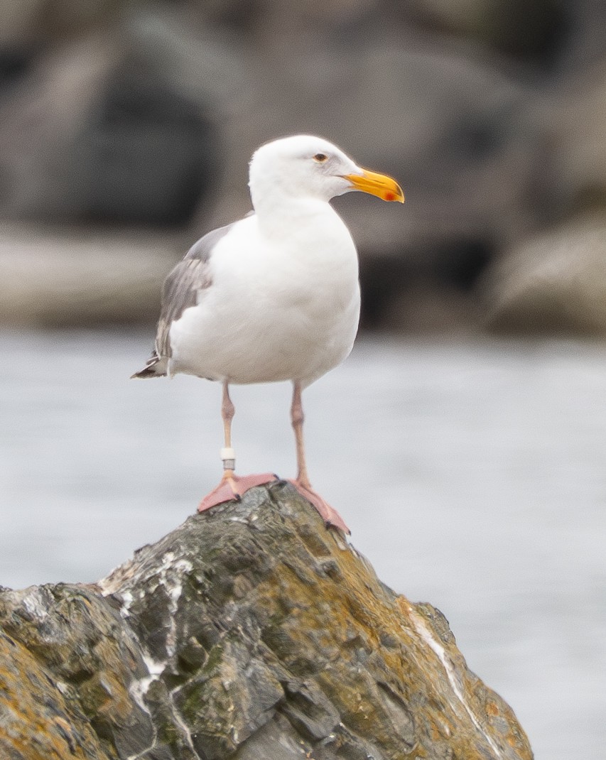 Western Gull - ML637530106