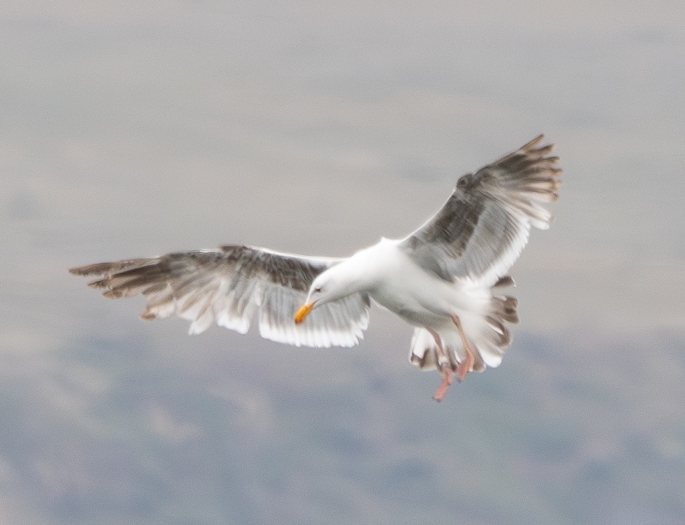 Western Gull - ML637530108