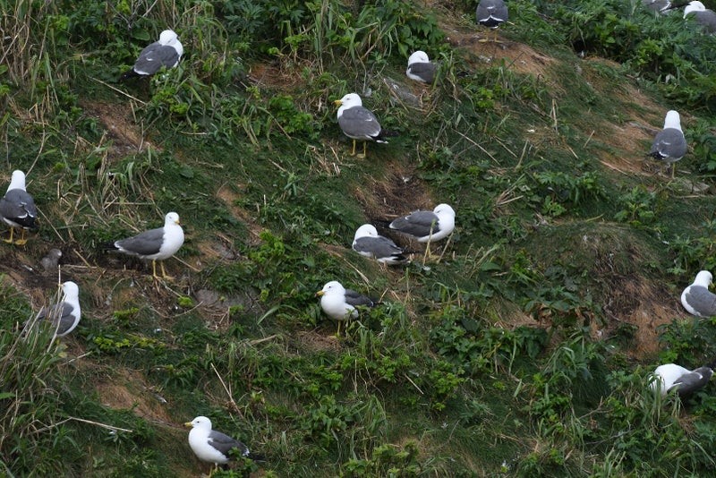 Black-tailed Gull - ML637530109