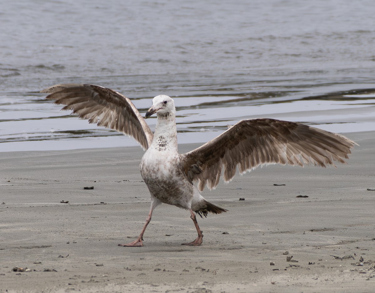 Western Gull - ML637530111