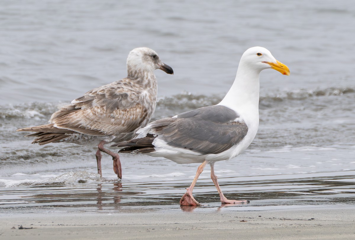 Western Gull - ML637530116