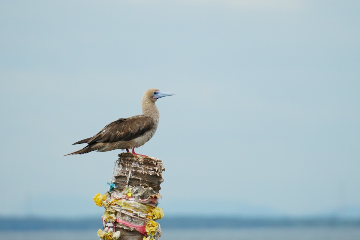 Red-footed Booby - ML637530176